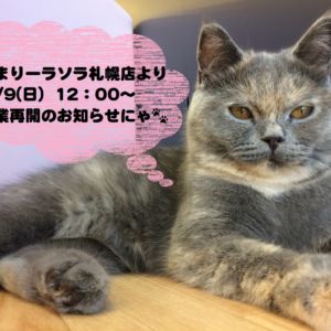 【9/9（日）より】猫カフェPuchiMarryラソラ札幌店営業再開のお知らせ★