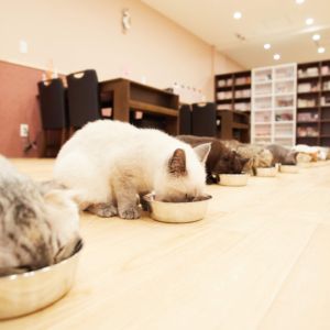 For foreign customer. We are Cat Cafe PuchiMarry♡ The Best Cat Cafe Experience in JAPAN.