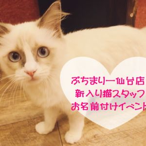 【告知】9/15（土曜）から猫カフェPuchiMarry仙台一番町店にて新入り猫ちゃんお名前付けイベントスタート！