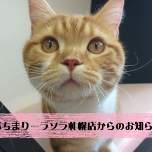 猫カフェPuchiMarryラソラ札幌店からのお知らせ