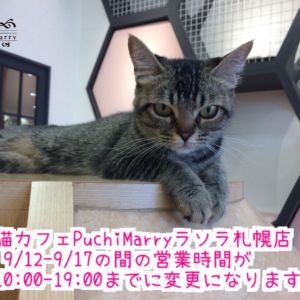 【お知らせ】9/12-9/17の間、猫カフェPuchiMarryラソラ札幌店の営業時間が変わります。