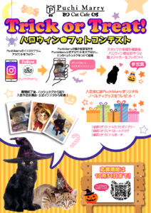 Trick or Treat!猫カフェPuchiMarryハロウィンフォトコンテスト開催決定☆