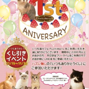 【11/19（月）から】猫カフェPuchiMarry1周年記念イベント開催決定！！