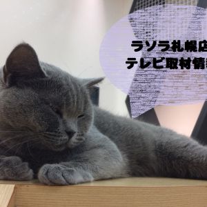 猫カフェPuchiMarryラソラ札幌店がHTB北海道テレビ「情報ビュッフェ」さんに取材して頂きました！