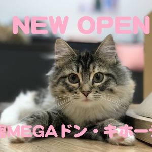 【本日オープン！】猫カフェPuchiMarry函館MEGAドン・キホーテ店☆