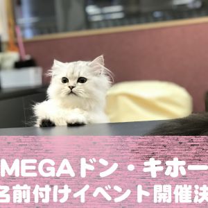 【1月7日（月）より】猫カフェPuchiMarry函館MEGAドン・キホーテ店にてお名前付けイベント開催！