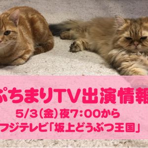 【5/3（金曜）19時から！】「坂上どうぶつ王国」さんに猫カフェPuchiMarryが登場しますっ！