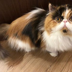 猫カフェPuchiMarry六本木店【閉店のお知らせ】