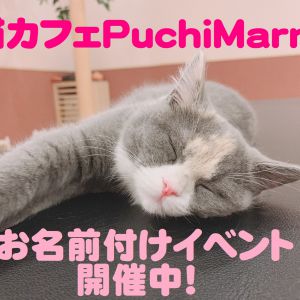 猫カフェPuchiMarryで子猫ちゃんたちのお名前付けイベント開催中！