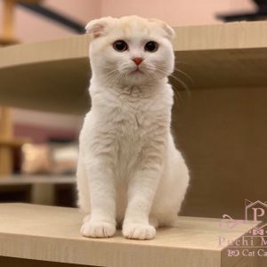 【Newオープン‼】8/3（土）石川県イオンモールかほくに猫カフェPuchiMarryがオープン致します✨