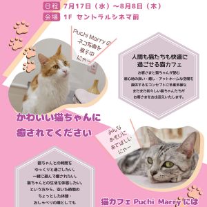 大牟田店にて猫写真展を開催🐾